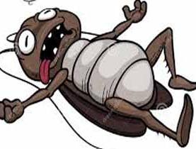 شركة مكافحة حشرات بجدة